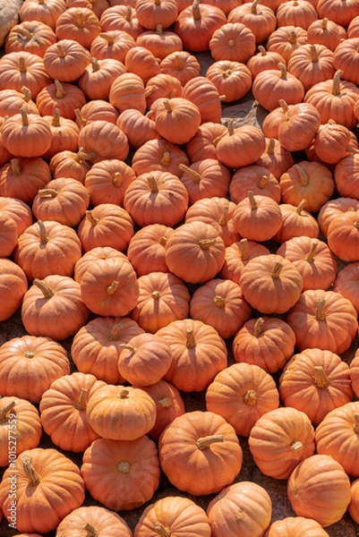 Fototapeta A large number of pumpkins fill the entire frame. The pumpkins vary in size and color, creating a simple yet vibrant autumn composition. Perfect for fall themes.