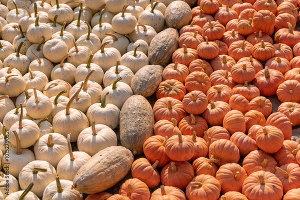 Fototapeta A large number of pumpkins fill the entire frame. The pumpkins vary in size and color, creating a simple yet vibrant autumn composition. Perfect for fall themes.