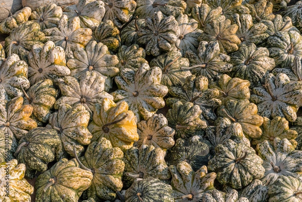 Fototapeta A large number of pumpkins fill the entire frame. The pumpkins vary in size and color, creating a simple yet vibrant autumn composition. Perfect for fall themes.