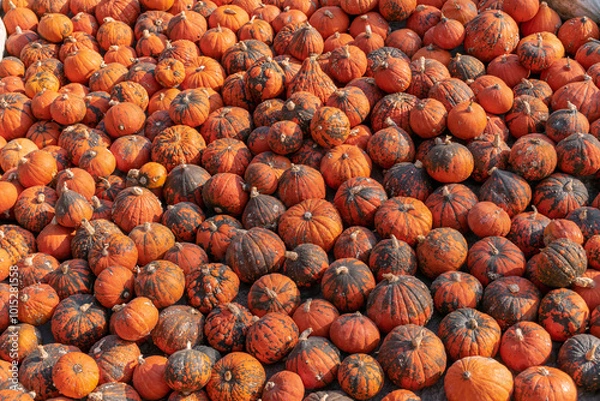 Fototapeta A large number of pumpkins fill the entire frame. The pumpkins vary in size and color, creating a simple yet vibrant autumn composition. Perfect for fall themes.