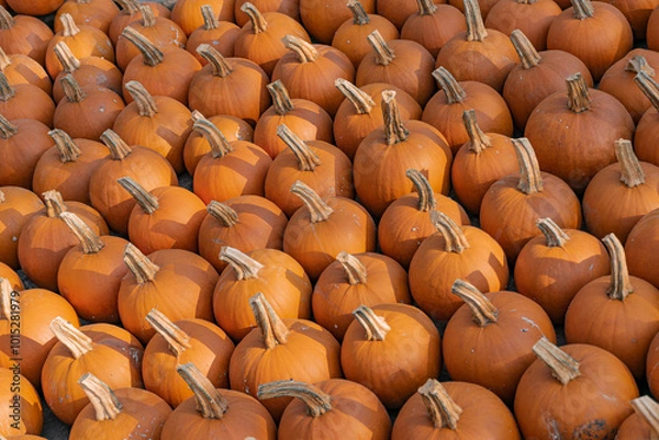 Fototapeta A large number of pumpkins fill the entire frame. The pumpkins vary in size and color, creating a simple yet vibrant autumn composition. Perfect for fall themes.