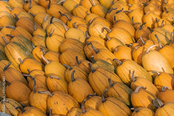 Fototapeta A large number of pumpkins fill the entire frame. The pumpkins vary in size and color, creating a simple yet vibrant autumn composition. Perfect for fall themes.