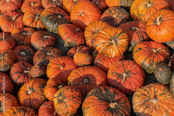 Fototapeta A large number of pumpkins fill the entire frame. The pumpkins vary in size and color, creating a simple yet vibrant autumn composition. Perfect for fall themes.