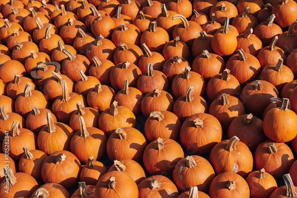 Fototapeta A large number of pumpkins fill the entire frame. The pumpkins vary in size and color, creating a simple yet vibrant autumn composition. Perfect for fall themes.