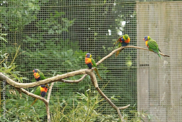 Obraz loriquet arc en ciel