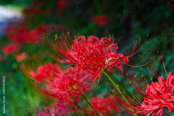 Fototapeta 秋の花、赤い彼岸花