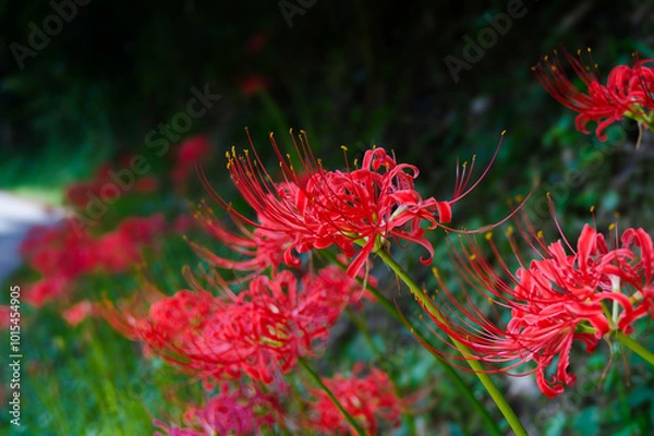 Fototapeta 秋の花、赤い彼岸花