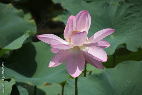 Obraz 大きな蓮の花