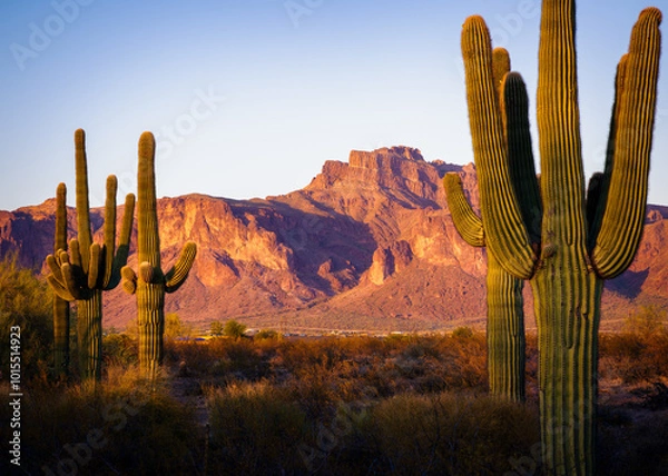Fototapeta Cougar shadow in the Superstition Mountains, Apache Junction, Arizona.