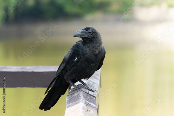Fototapeta 湖上の橋に佇むハシブトガラス