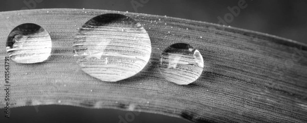 Obraz Wassertropfen auf Grashalm