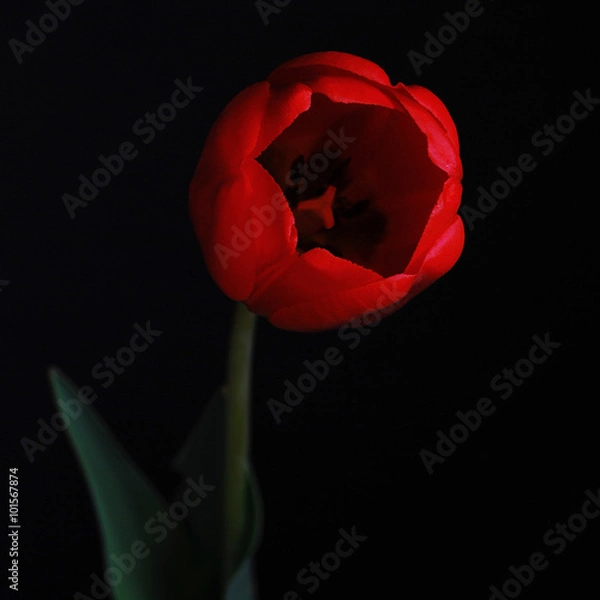 Obraz Dark red tulip I., black background