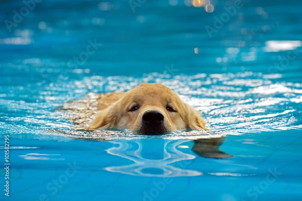 Obraz Golden Retriever Puppy Ćwiczenia w basenie