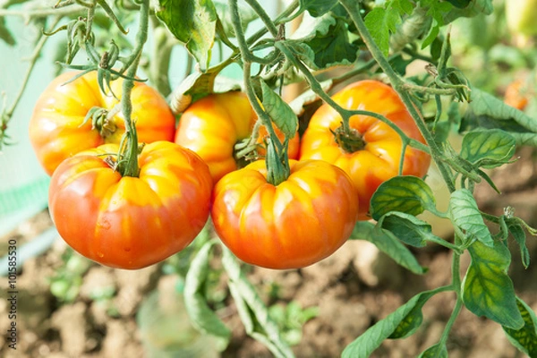 Obraz tomates bio en train de murir dans une serre