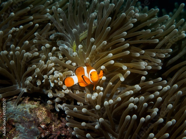 Obraz Clown fish while looking at you while diving in philippines