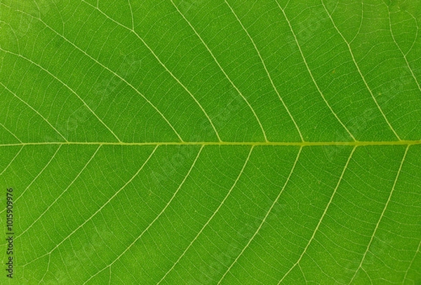 Obraz close up on green leaf texture background