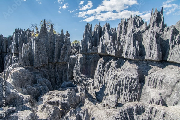 Obraz Tsingy de Bemaraha. Grey stones sharp as needles with blue sky in the background. Reserva natural de Tsingy de Bemaraha, Madagascar. National park Tsingy. Bekopaka. UNESCO.
