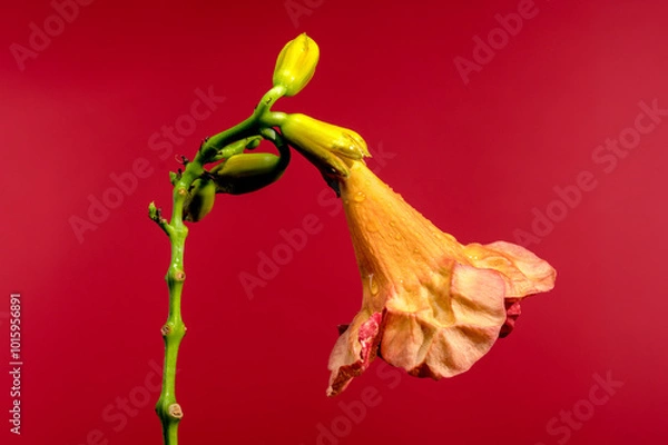 Fototapeta Blooming orange Bignonia capreolata on a red background