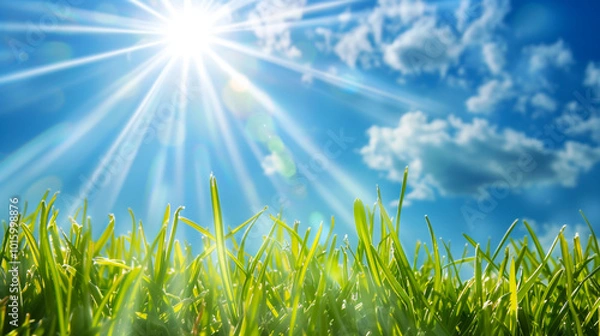 Fototapeta Bright sunlight shining over green grass on a clear summer day
