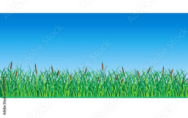 Obraz Grass and Reeds. Vector Illustration.