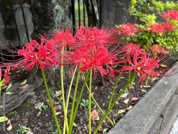 Fototapeta 秋の花壇に咲くヒガンバナ・リコリス･ラディアータ
