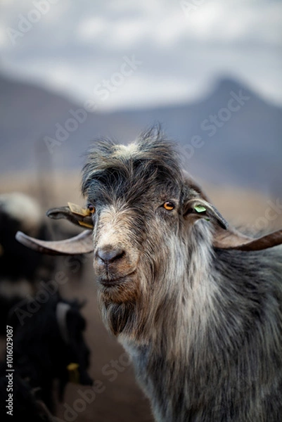 Fototapeta close-up and front view vertical portrait of a male goat with gray fur with blurred background.