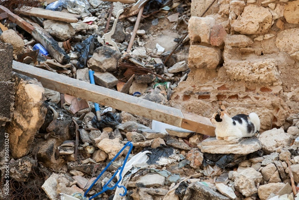 Fototapeta Tripoli, Libya, 4 November 2009.  A stray cat sitting beside a heap of rubble in backstreet of Tripoli, Libya.