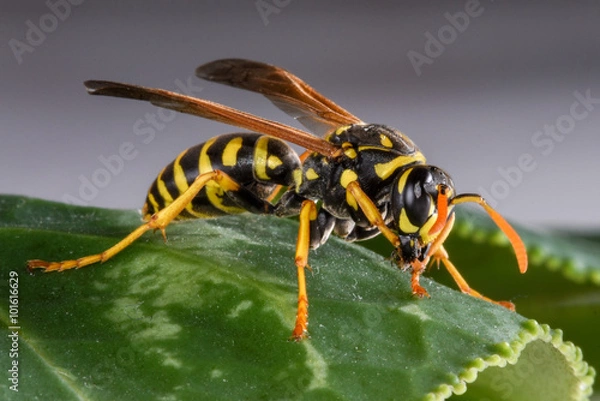 Fototapeta Eastern Yellowjacket on a Leaf
