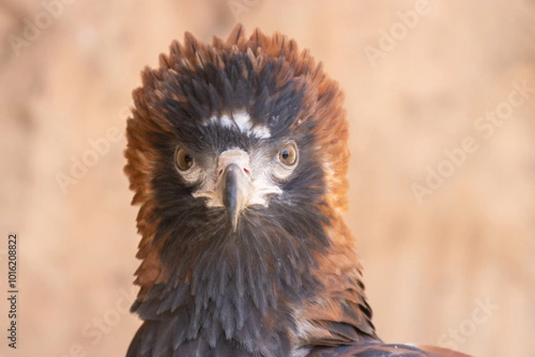 Obraz Black-breasted Buzzard 