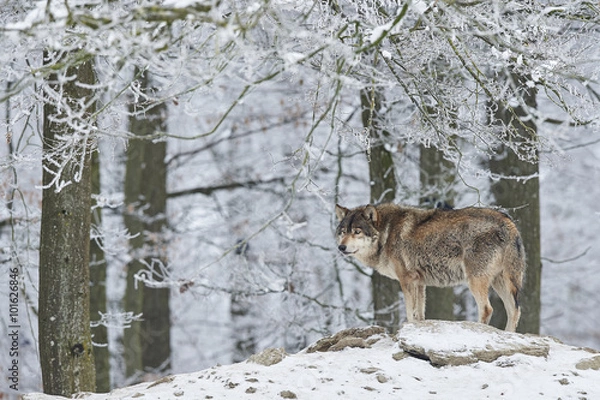 Obraz Wolf im Winter