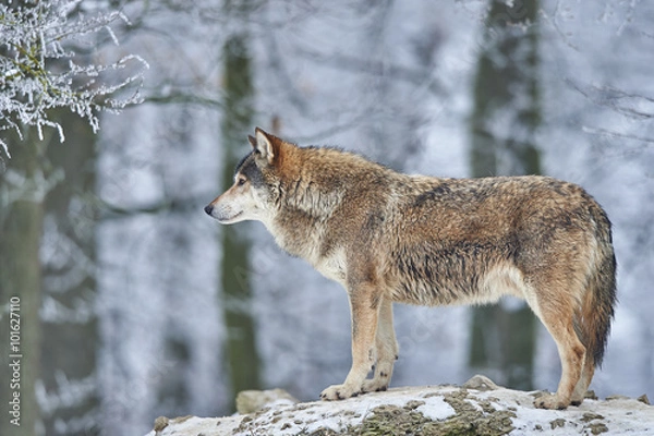 Obraz Wolf im Winter