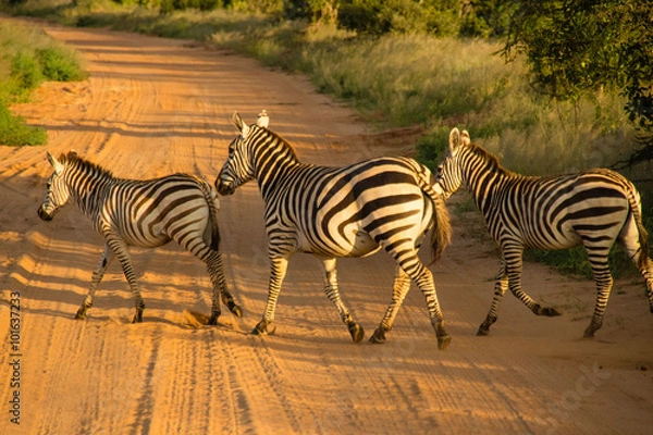 Fototapeta Steppenzebra