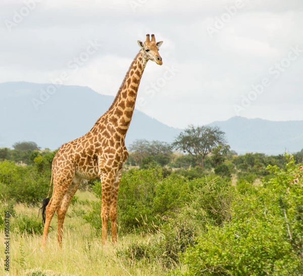 Fototapeta giraffa camelopardalis