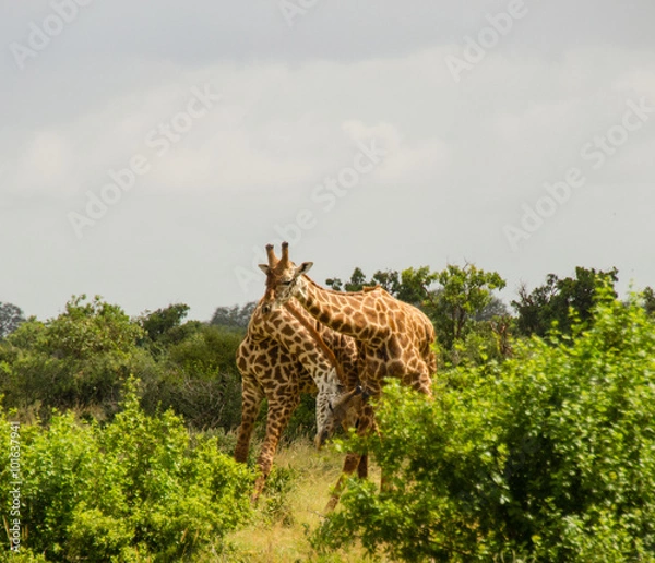 Fototapeta giraffa camelopardalis