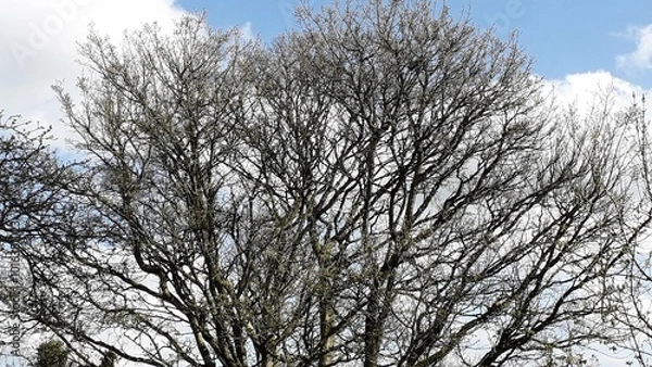 Fototapeta Branches of a tree in winter against the blue sky, somber, creepy, dark