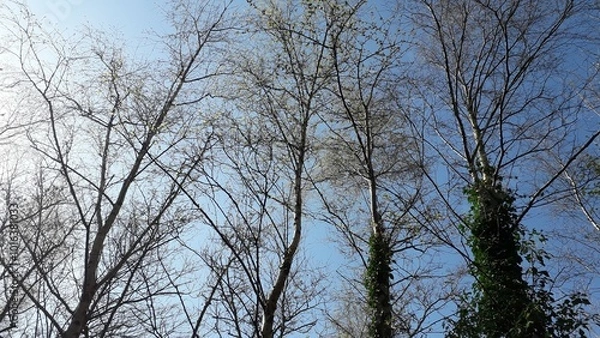 Fototapeta Branches of a tree in winter against the blue sky, somber, creepy, dark
