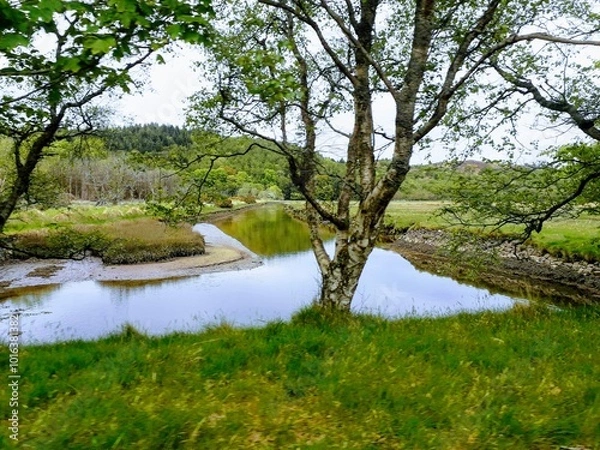 Fototapeta Green and bright scenery on the edge of a river in Ireland