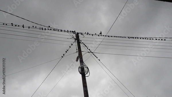 Fototapeta Crows sitting ominously on electric wires on a dark, cloudy day in Letterkenny, Co. Donegal, Ireland