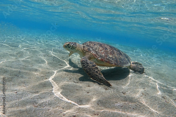 Obraz Green sea turtle in shallow sea water underwater