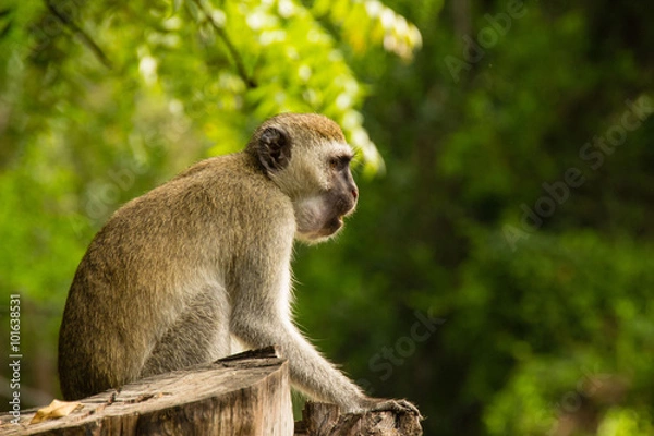 Fototapeta Babuin 