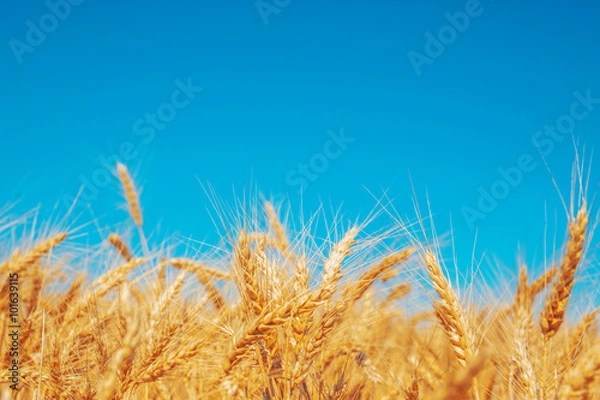 Obraz Gold wheat field and blue sky