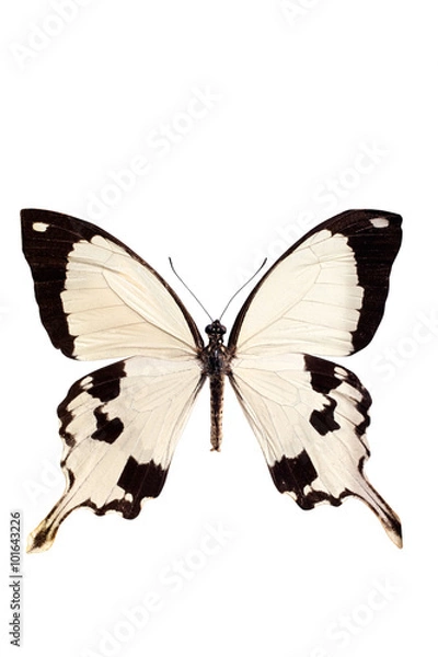 Obraz Tropical batterfly isolated on white