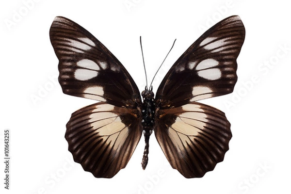 Obraz Tropical batterfly isolated on white