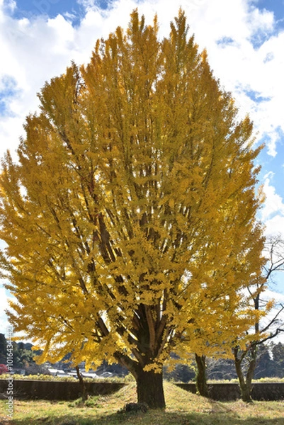 Obraz 大きなイチョウの木、黄色く色づいた葉っぱ