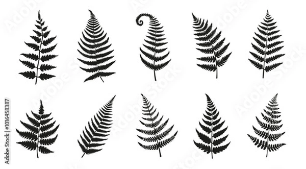 Obraz fern silhouettes on the white background volume 1
