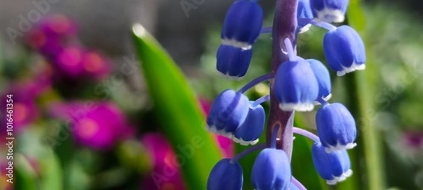 Obraz purple crocus flowers in spring