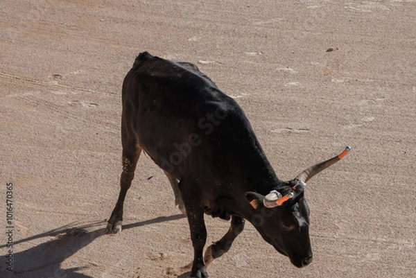 Obraz black bull in an arena for the Course camarguaise games