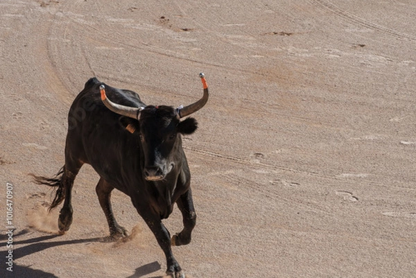Obraz black bull in an arena for the Course camarguaise games