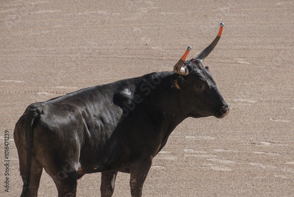 Obraz black bull in an arena for the Course camarguaise games