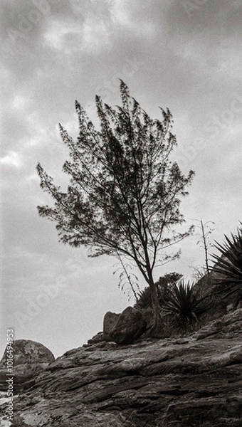 Obraz tree on the beach